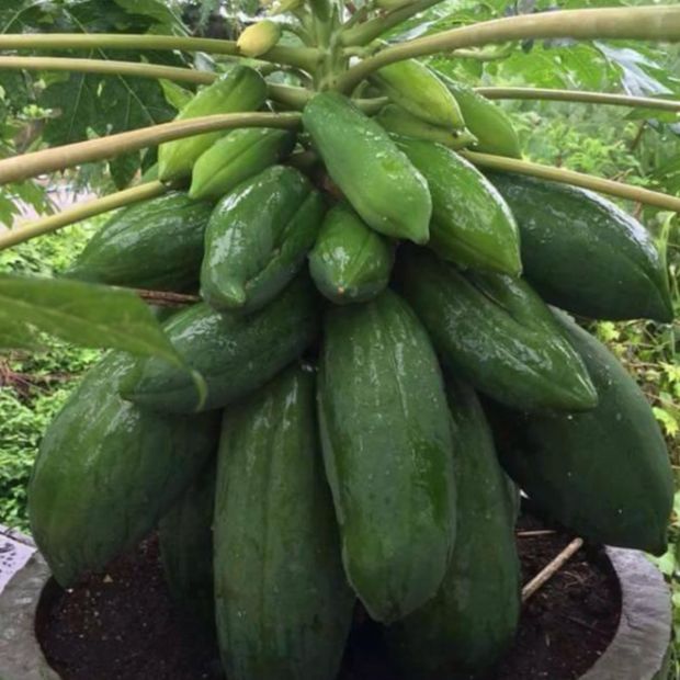 Hạt giống đu đủ lùn siêu trái/gói 10 hạt