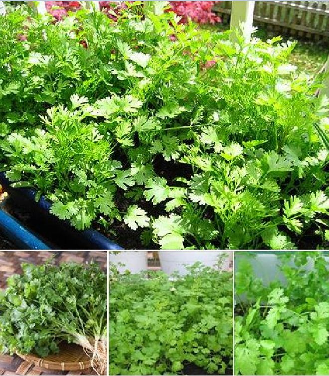 Túi 20 Gram Hạt giống rau Mùi tía