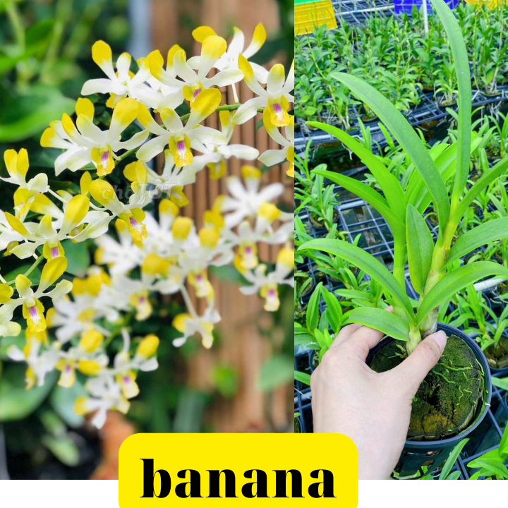 Hoa Lan Dendro Banana Alowana hoa thơm chậu cây trưởng thành cây khỏe sắp có ngồng hoa