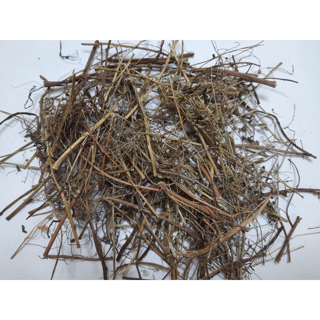 diệp hạ châu phơi khô