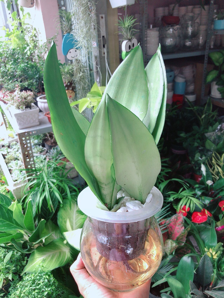 [HCM]Chậu Lưỡi Hổ Bạc Thuỷ Canh