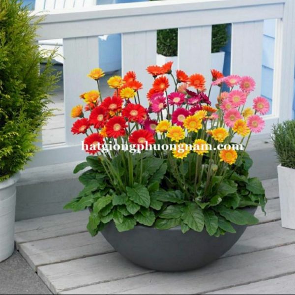 100H - Hạt Giống Hoa Đồng Tiền Mix