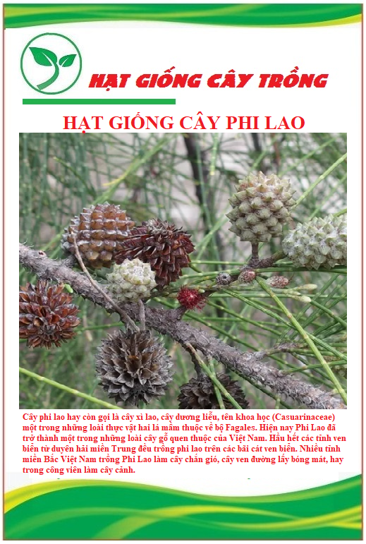 "Gói 10 Hạt " Hạt giống cây giống cây phi lao