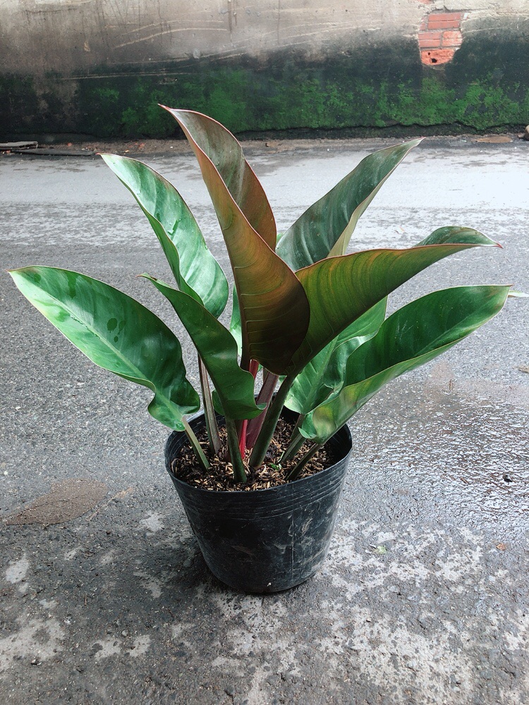[HCM]Trầu Bà Đế Vương Đỏ