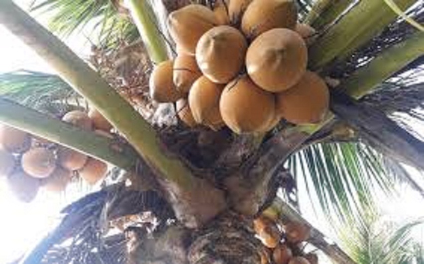 CÂY GIỐNG DỪA XIÊM LÙN ĐỎ BẾN TRE