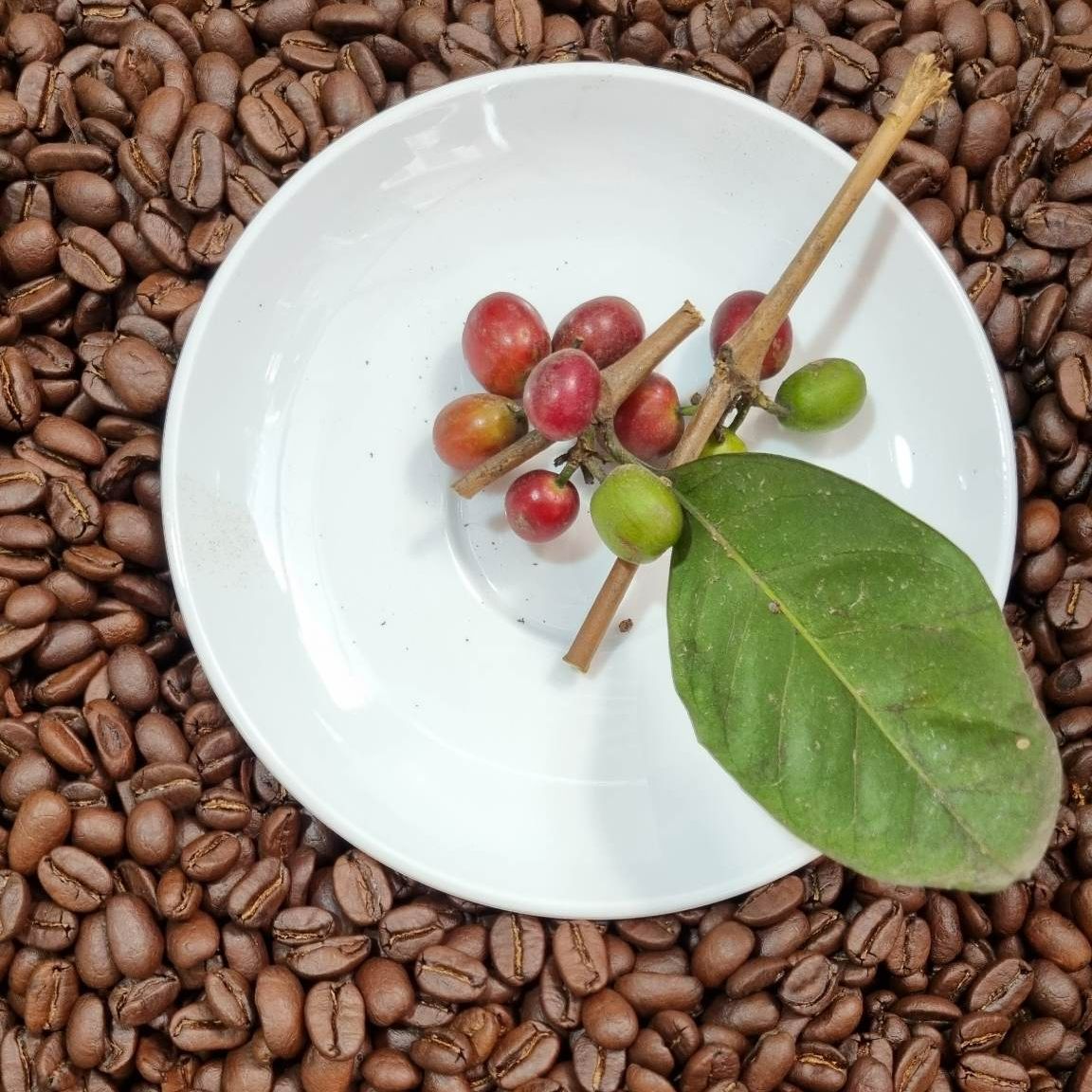 Cà phê rang mộc pha máy số 1 O'Petit