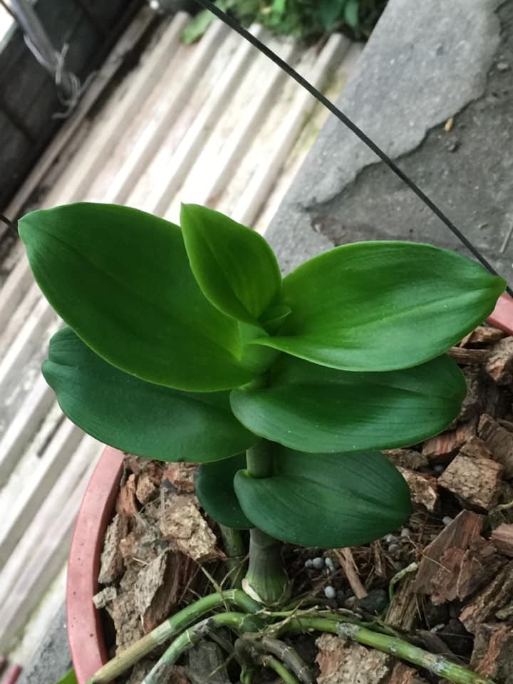 Phi Điệp lá mít cây mập khỏe