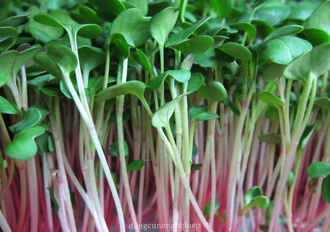 Hạt giống rau mầm cải ngọt đỏ - 20 gram