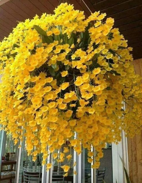 1 khóm hoa vảy rồng(khóm nhỏ)