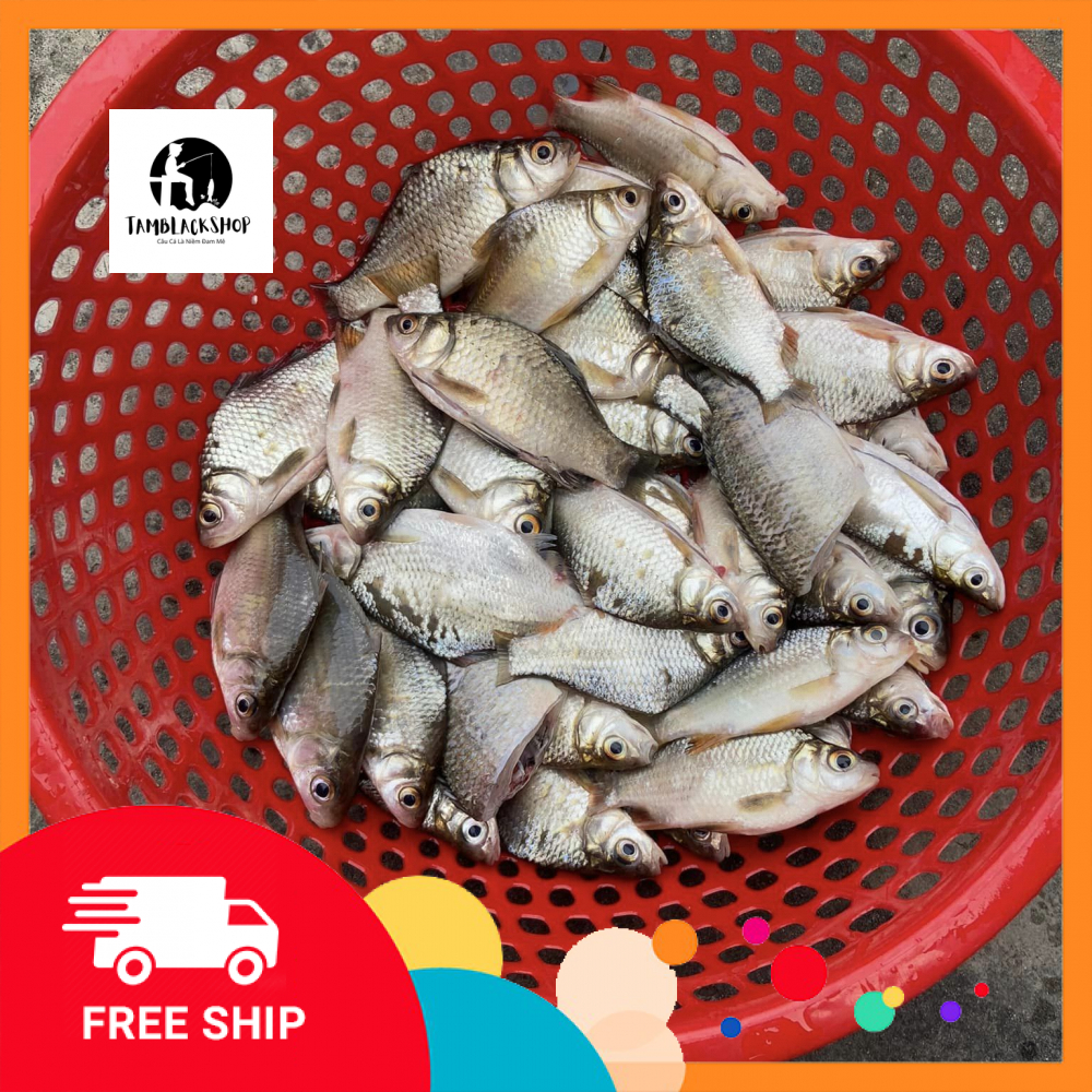 50 lưỡi câu diếc size 0.2 0.3 0.4 0.5 0.6