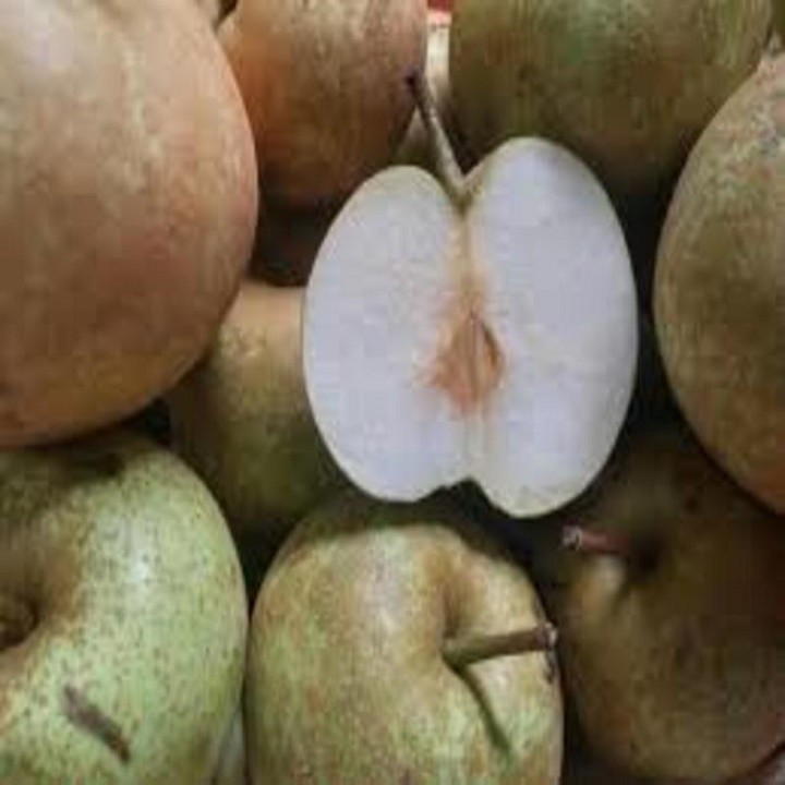 Combo 2 cây giống lê nâu có bảo hành