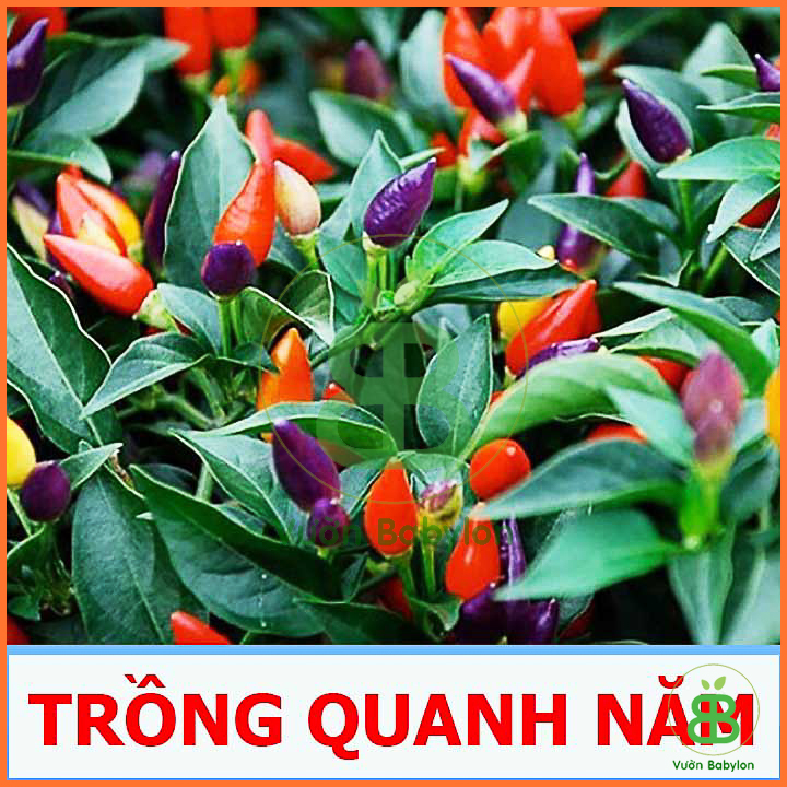 Hạt Giống Ớt Kiểng Ngũ Sắc Siêu Trái 0,1G