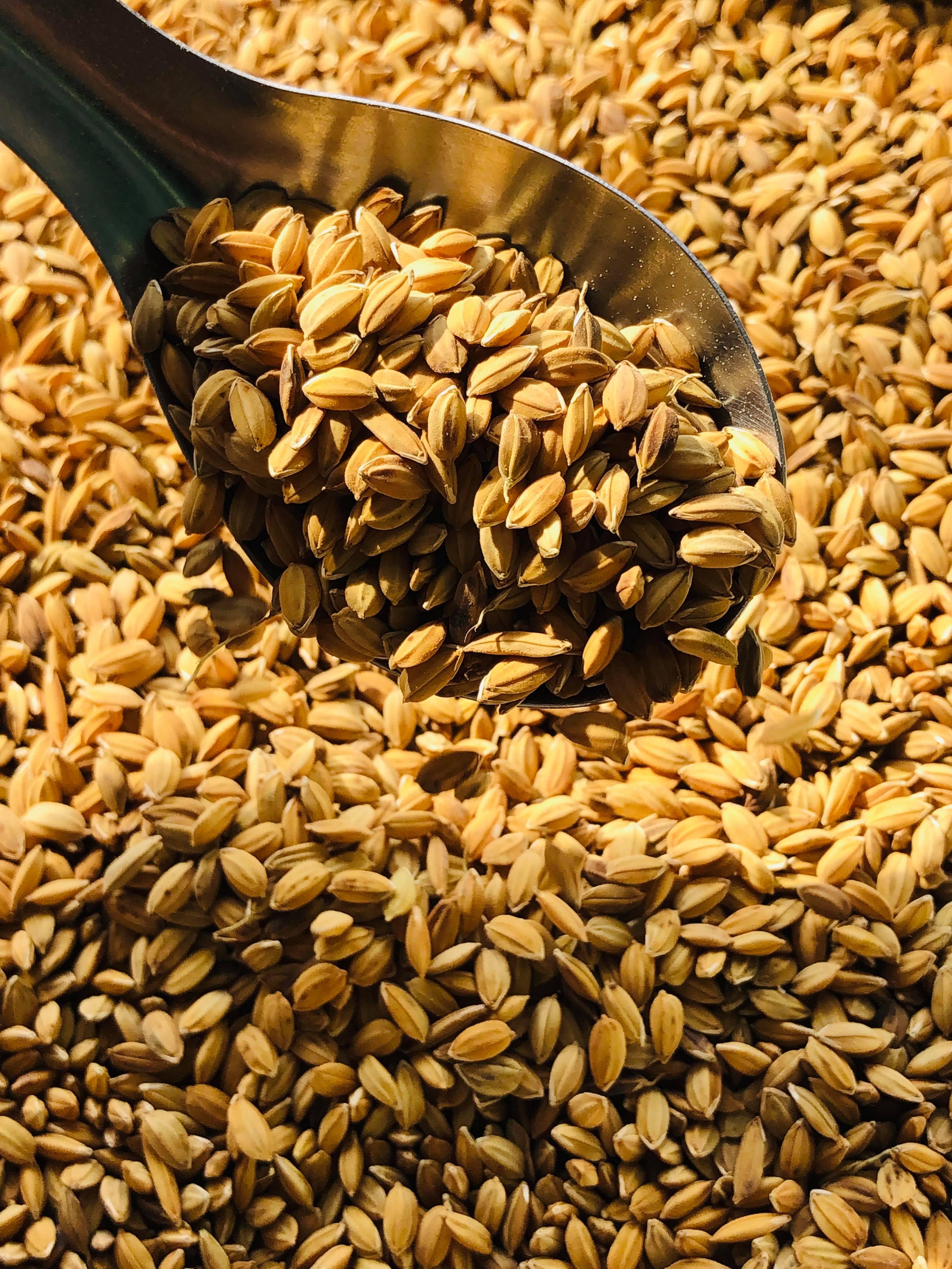 5kg lúa tiêu ruột đỏ cho Chim Cảnh, Cu Gáy, Gà Kiểng.