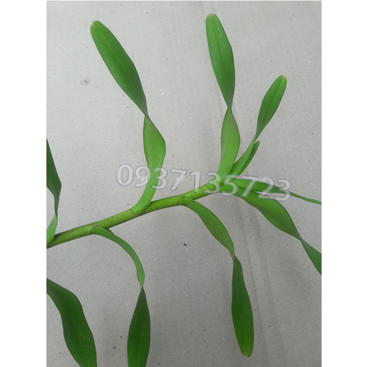 [HCM]COMBO 5 CÂY LAN PHƯỢNG VĨ ĐỎ - CÂY CON