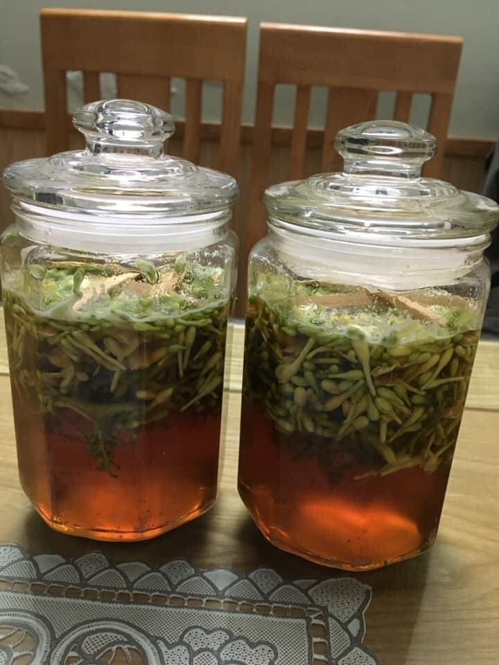 giống cây đu đu đực ( cây cấy mô - cam kết chuẩn giống)
