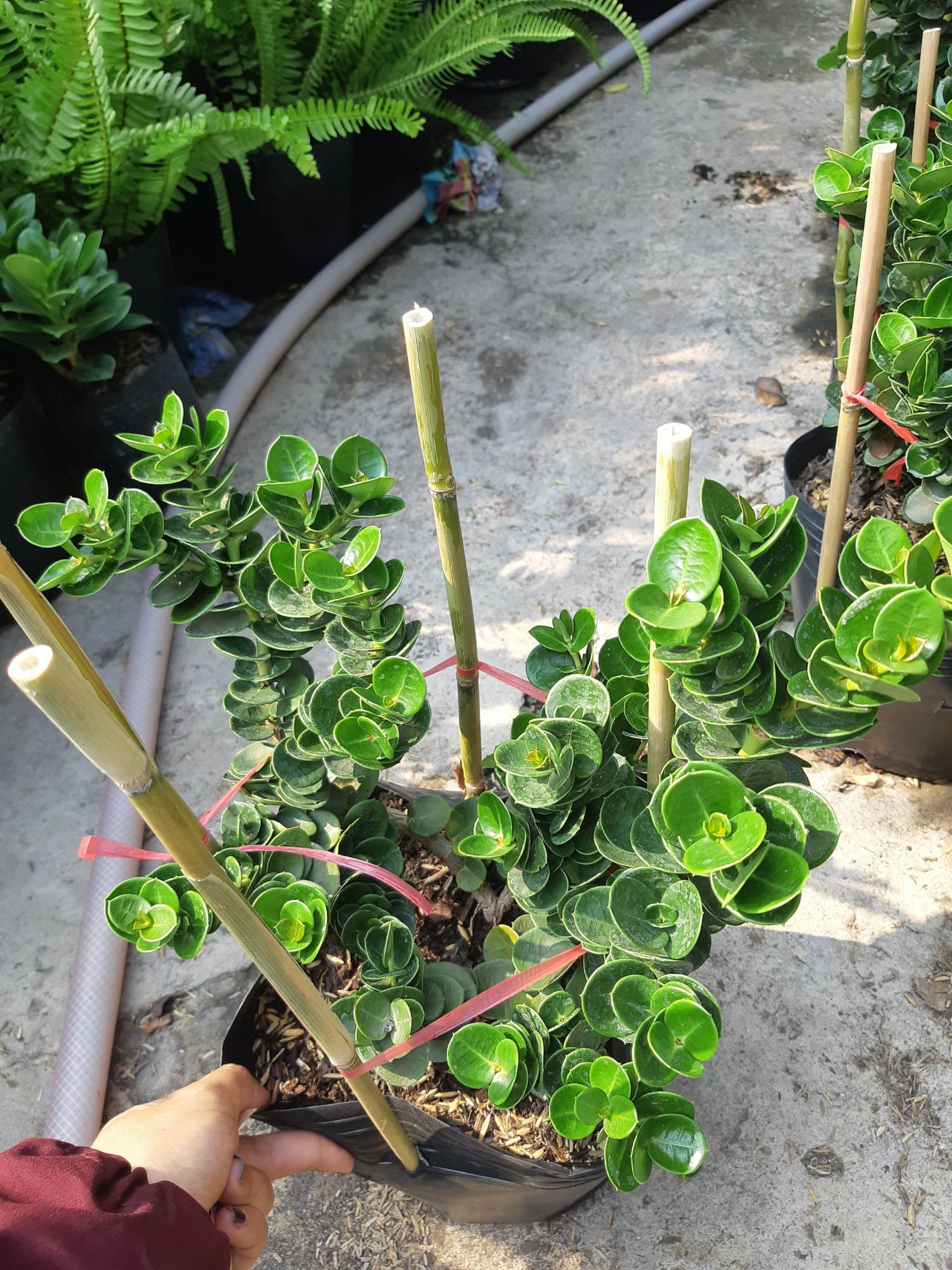 cây Lài hoàng gia BÔNG TRẮNG