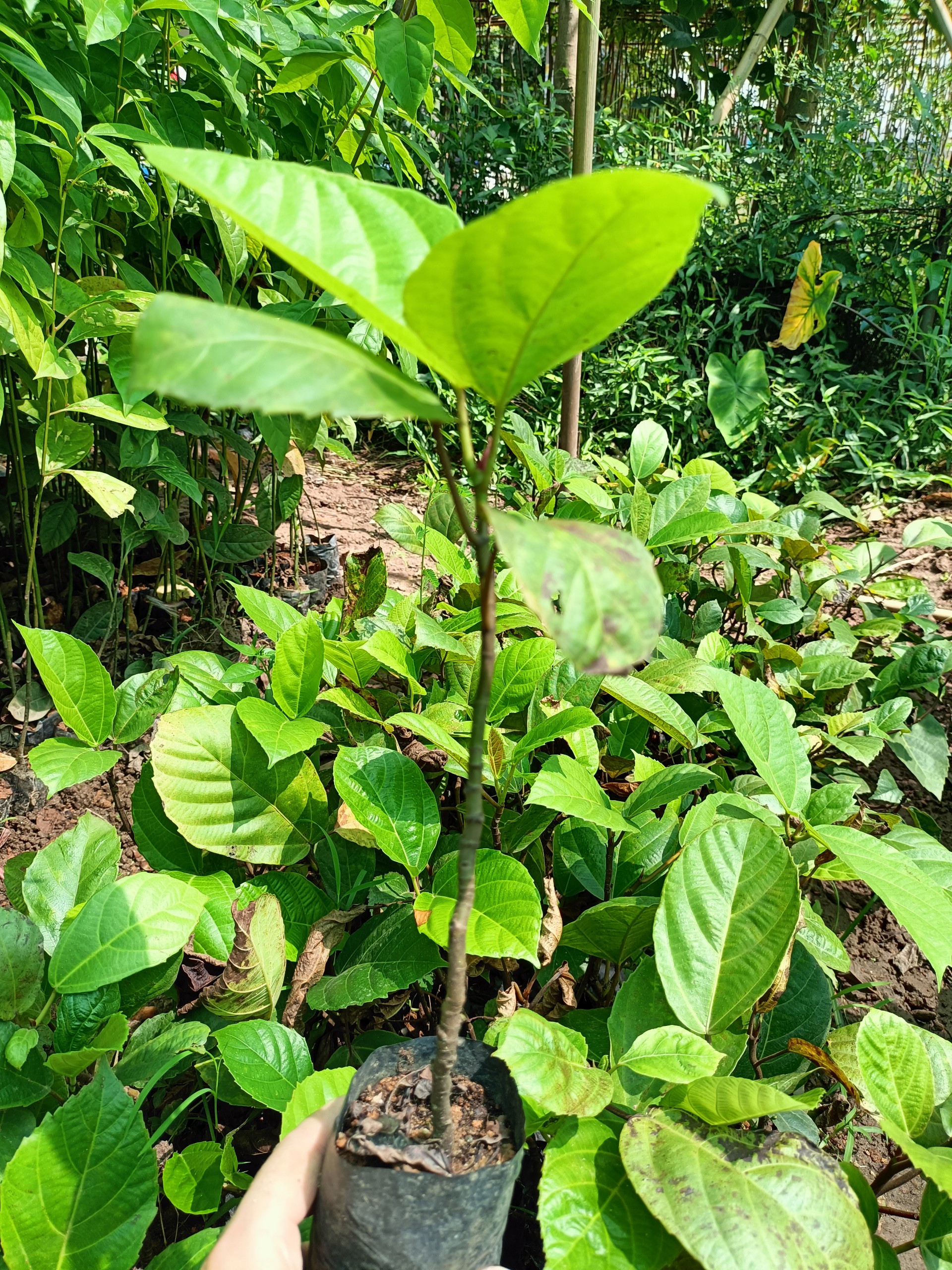 Cây giống vả mật