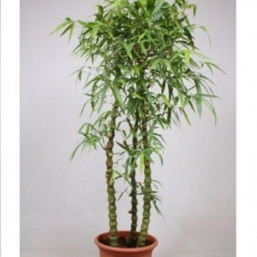 CÂY TRÚC ĐÙI GÀ, CÂY TRÚC ĐÙI GÀ