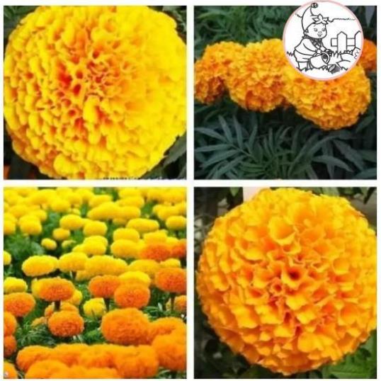 Hạt Hoa VẠN THỌ 2 Màu M-01 - Gói 1 gram