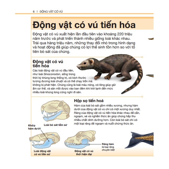 Sách - Bách Khoa Thiếu Nhi Động Vật Có Vú (Bìa Cứng)