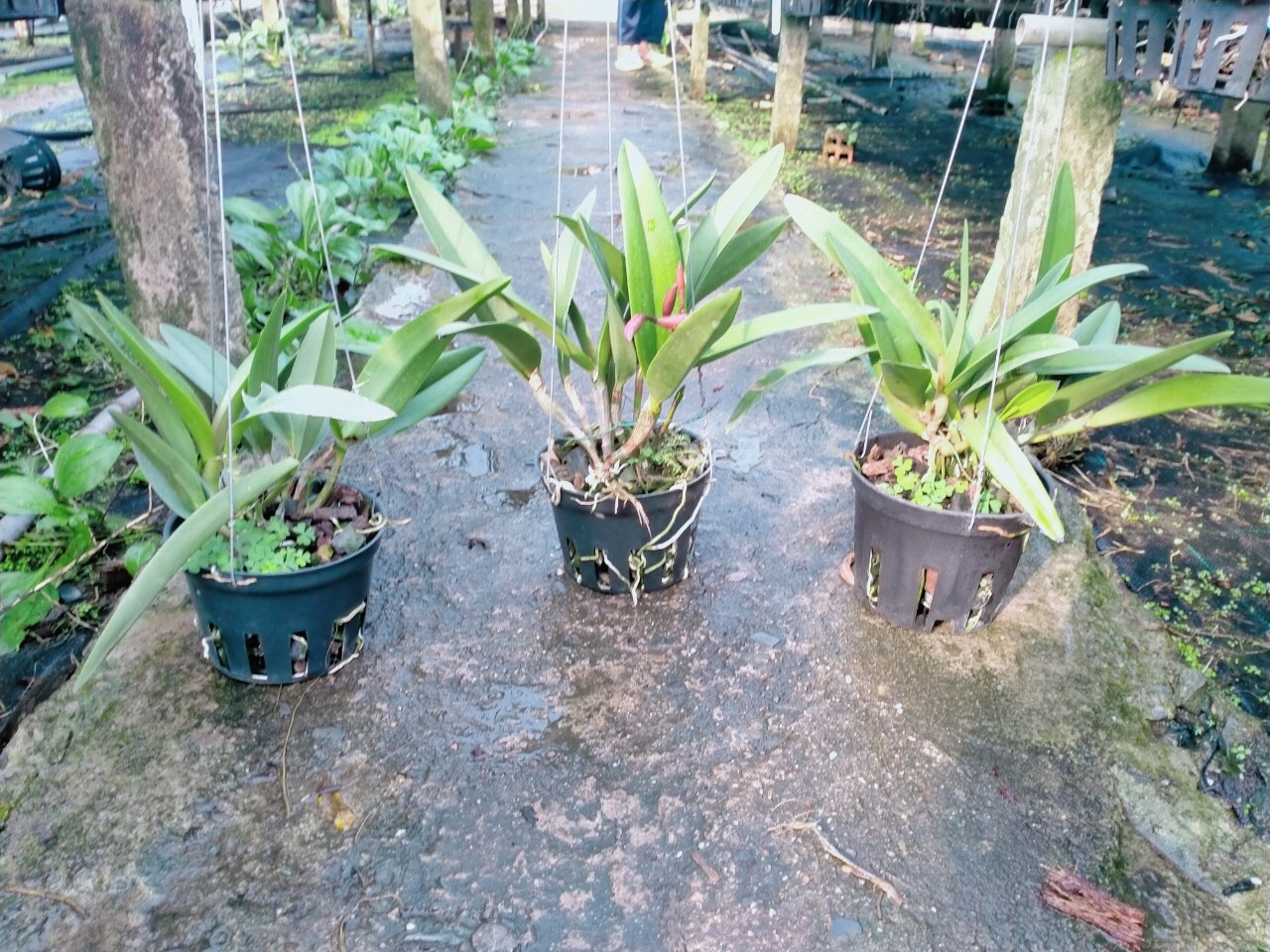 Hoa lan brass Đài tem cây trưởng thành