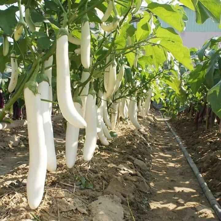 Hạt giống cà trắng lai trái dài - gói 2gram(400 hạt)