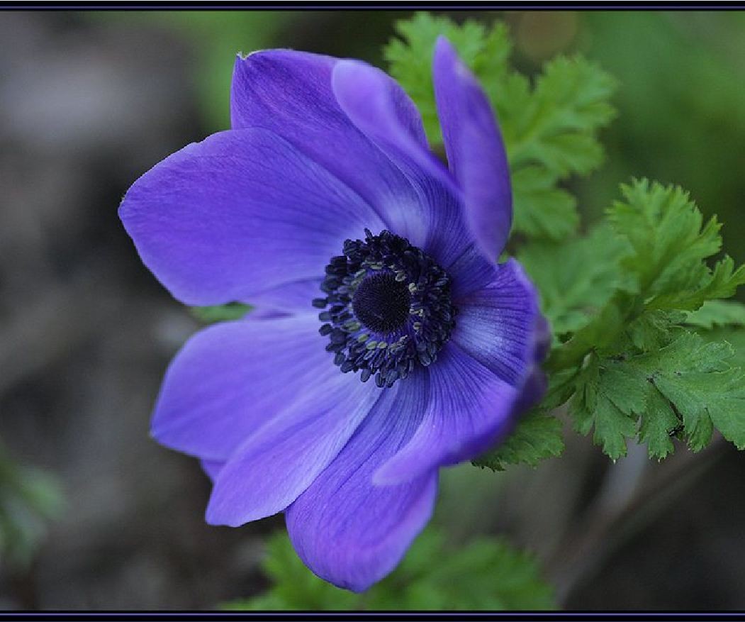 Củ Hoa Anemone hoa màu Xanh-Thu mẫu đơn - 1 củ