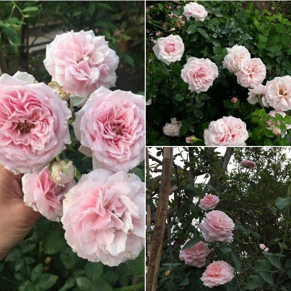 "Gói 20 Hạt " Hạt giống hoa hồng vân khôi