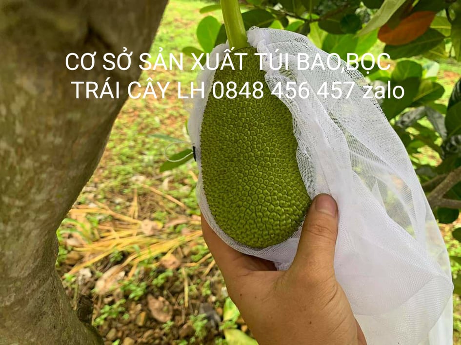 50 CÁI TÚI BAO ,BỌC MÍT THÁI KÍCH THƯỚC 50*70