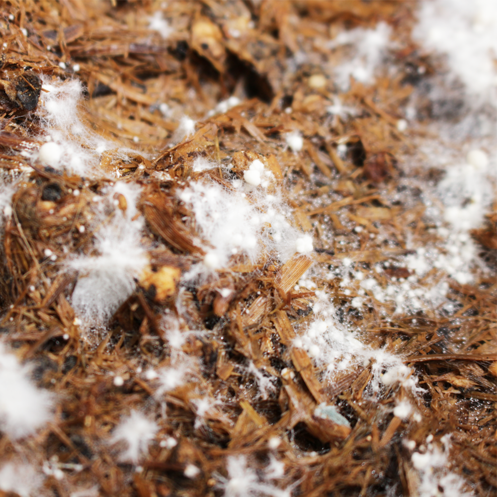 MycoBOX Straw Mushroom Spawn 2kg