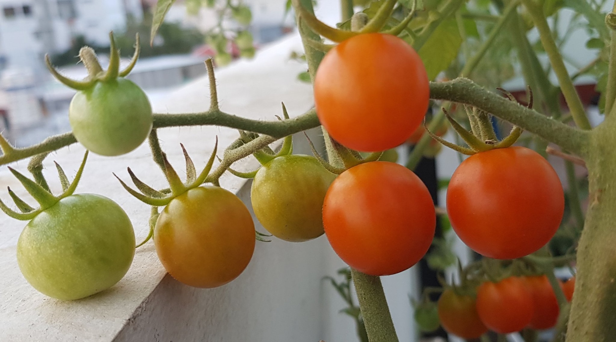 [HCM]Cà chua cherry đỏ