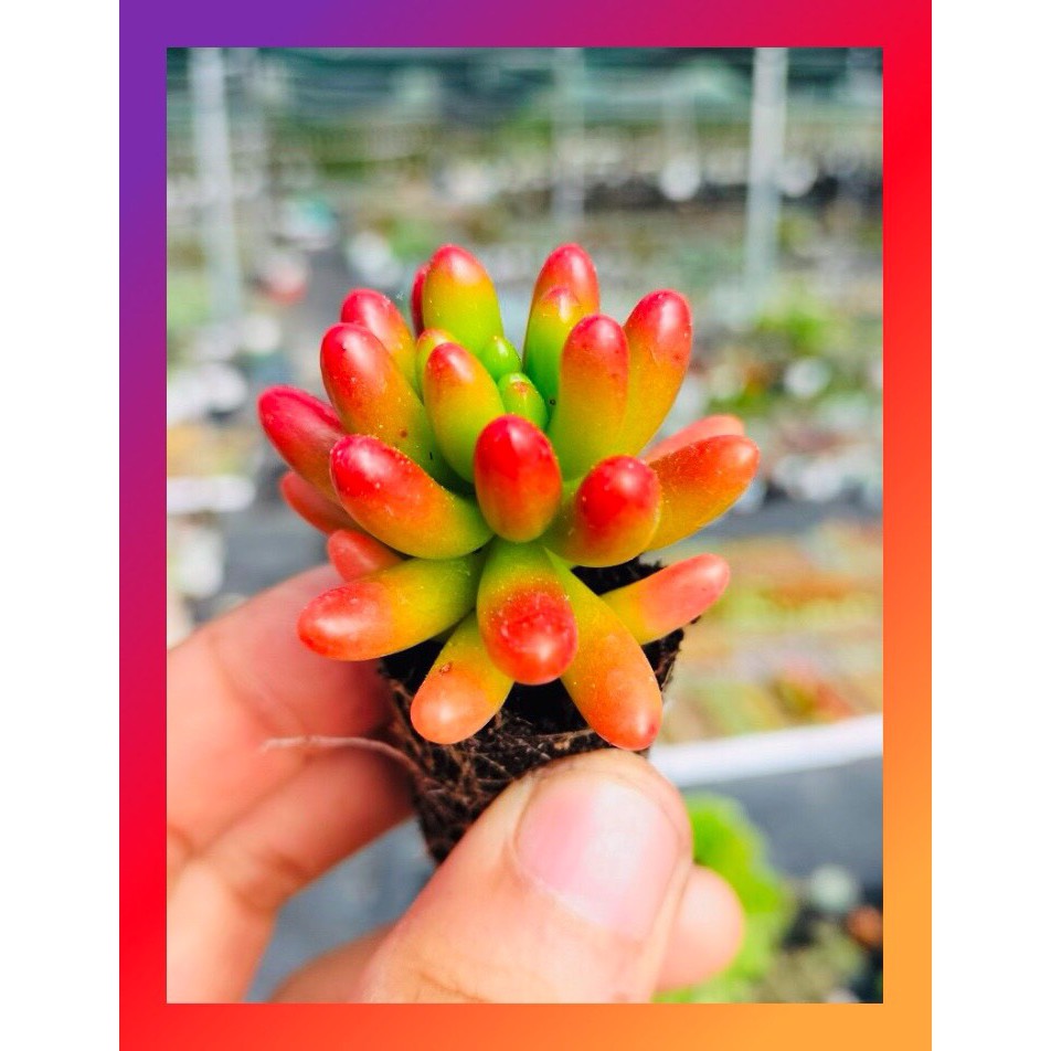 SEN ĐÁ THẠCH NGỌC ĐỎ SIZE MINI KHỎE ĐẸP LỖI 1 ĐỔI 1