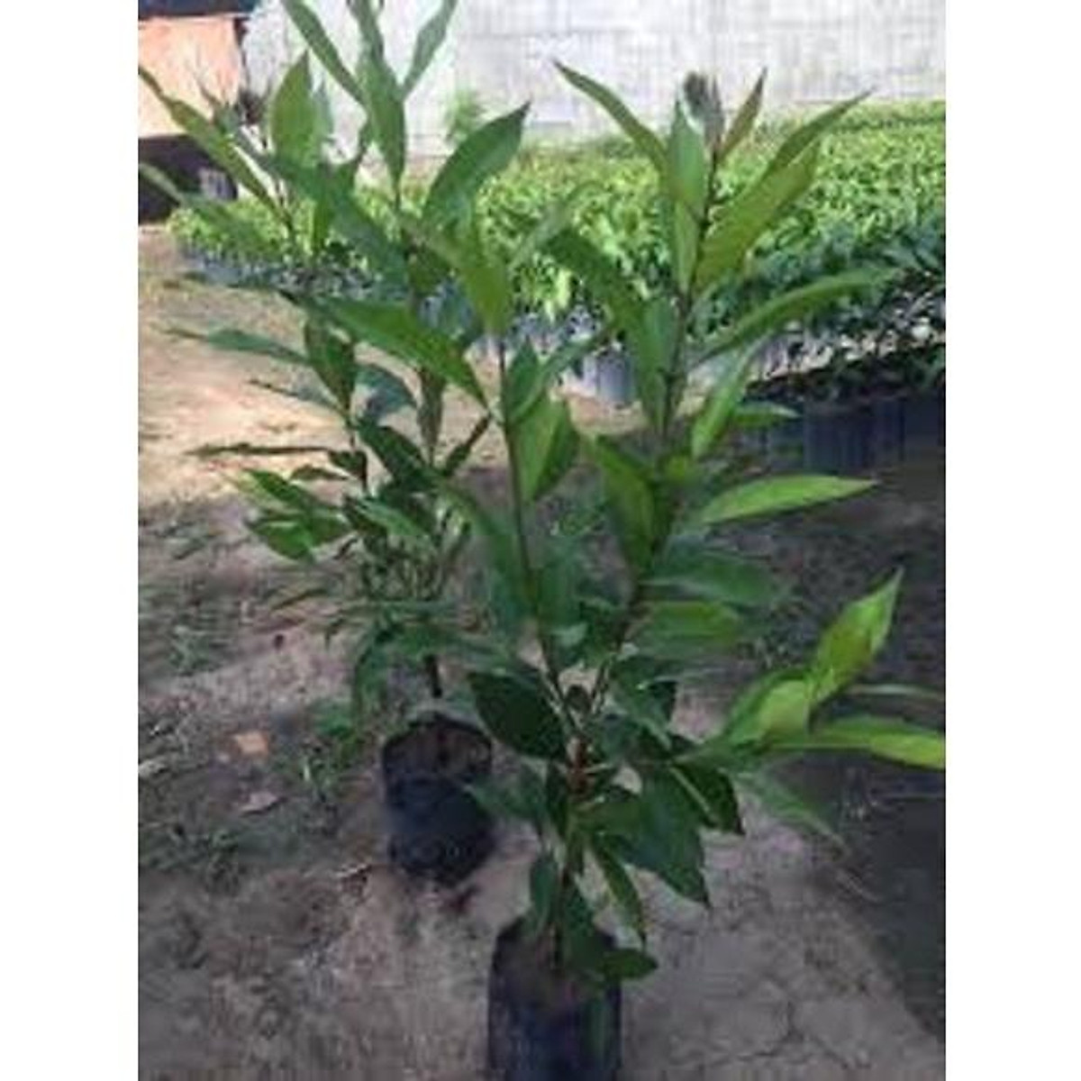 Cây lá vối nếp giống