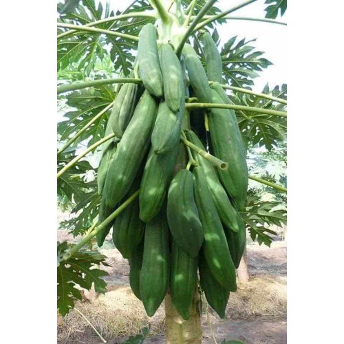 Đu đủ thái cây giống