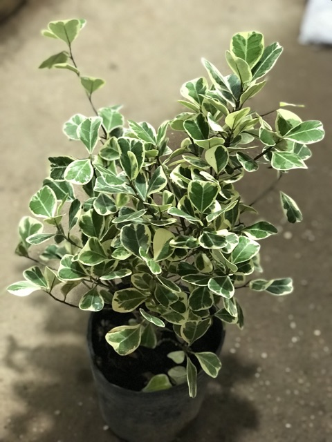 Cây Bàng Cẩm Thạch 20Cm Để Bàn