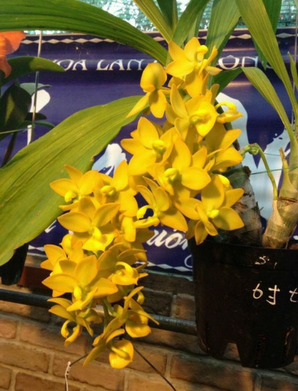 hoa lan thiên nga cây giống