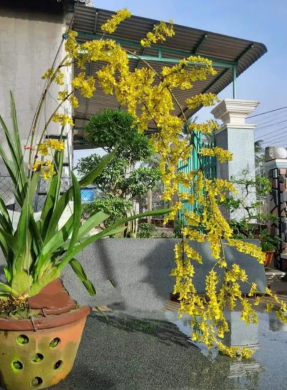 Vũ nữ Chim Xanh đang hoa