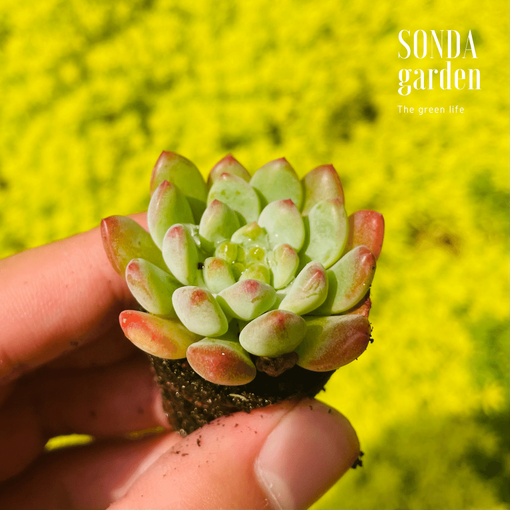 SEN ĐÁ HOÀNG HÔN SIZE MINI LỖI 1 ĐỔI 1