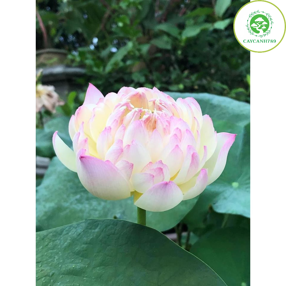 Củ sen chaming lip ra hoa sau 4-5 tháng