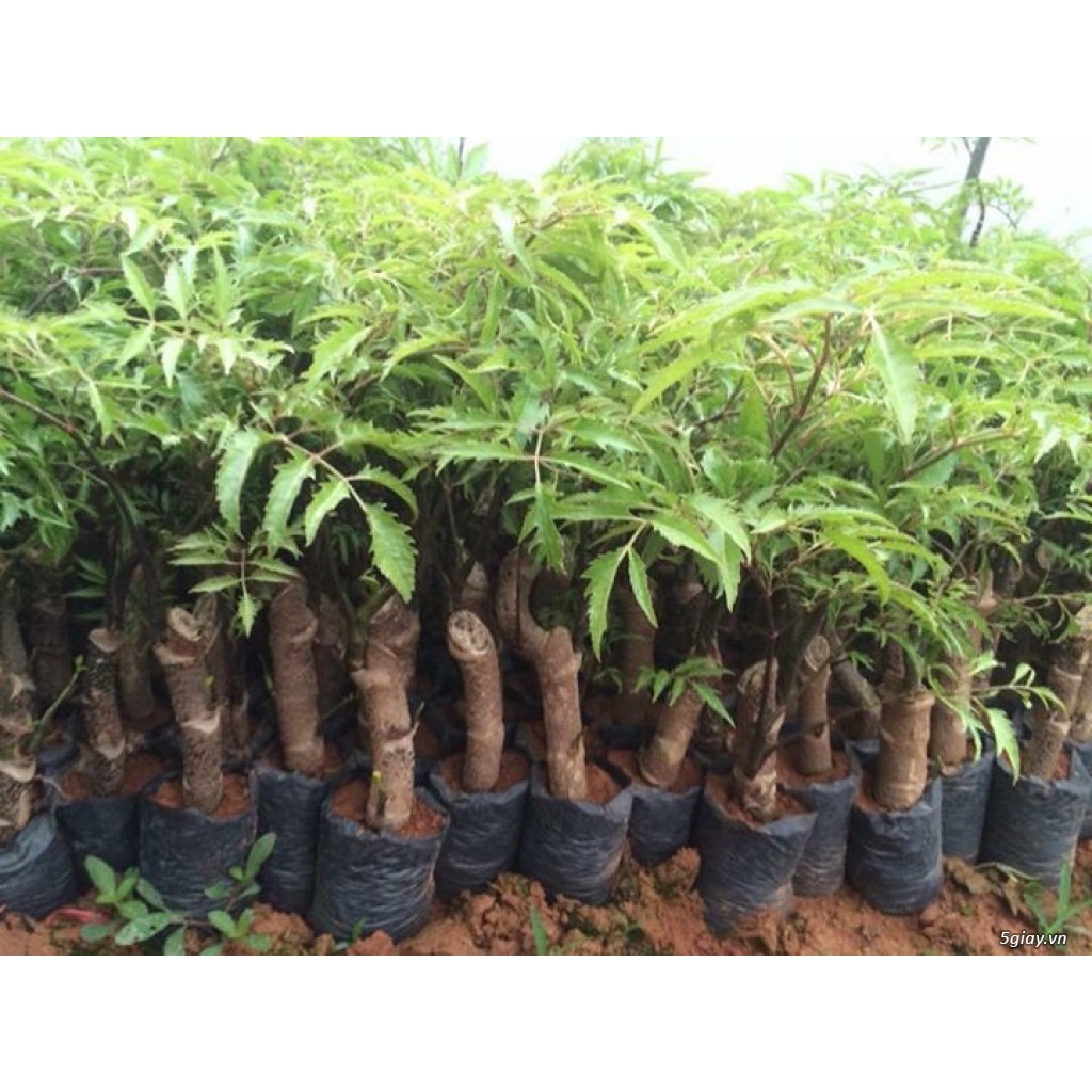 (xả kho đón tết) Cây Đinh Lăng Giống