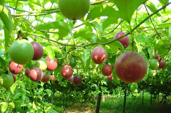 Cây giống Chanh dây leo Tim Đài Loan ( Giống nhập khẩu ).