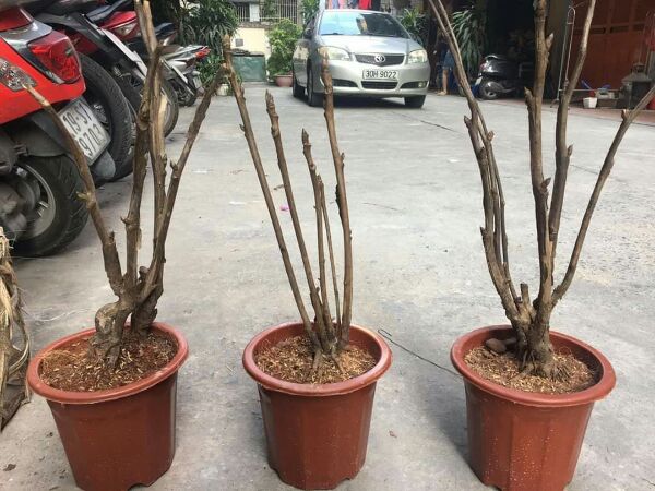 Giống hoa mẫu đơn kép