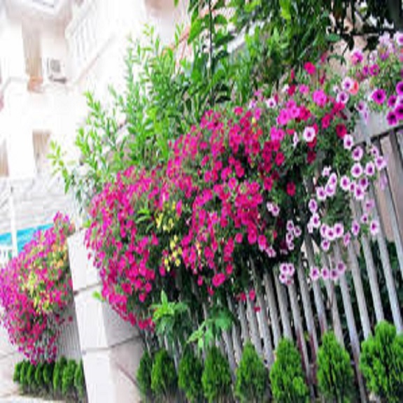 Cây hoa tigon hoa của tình yêu