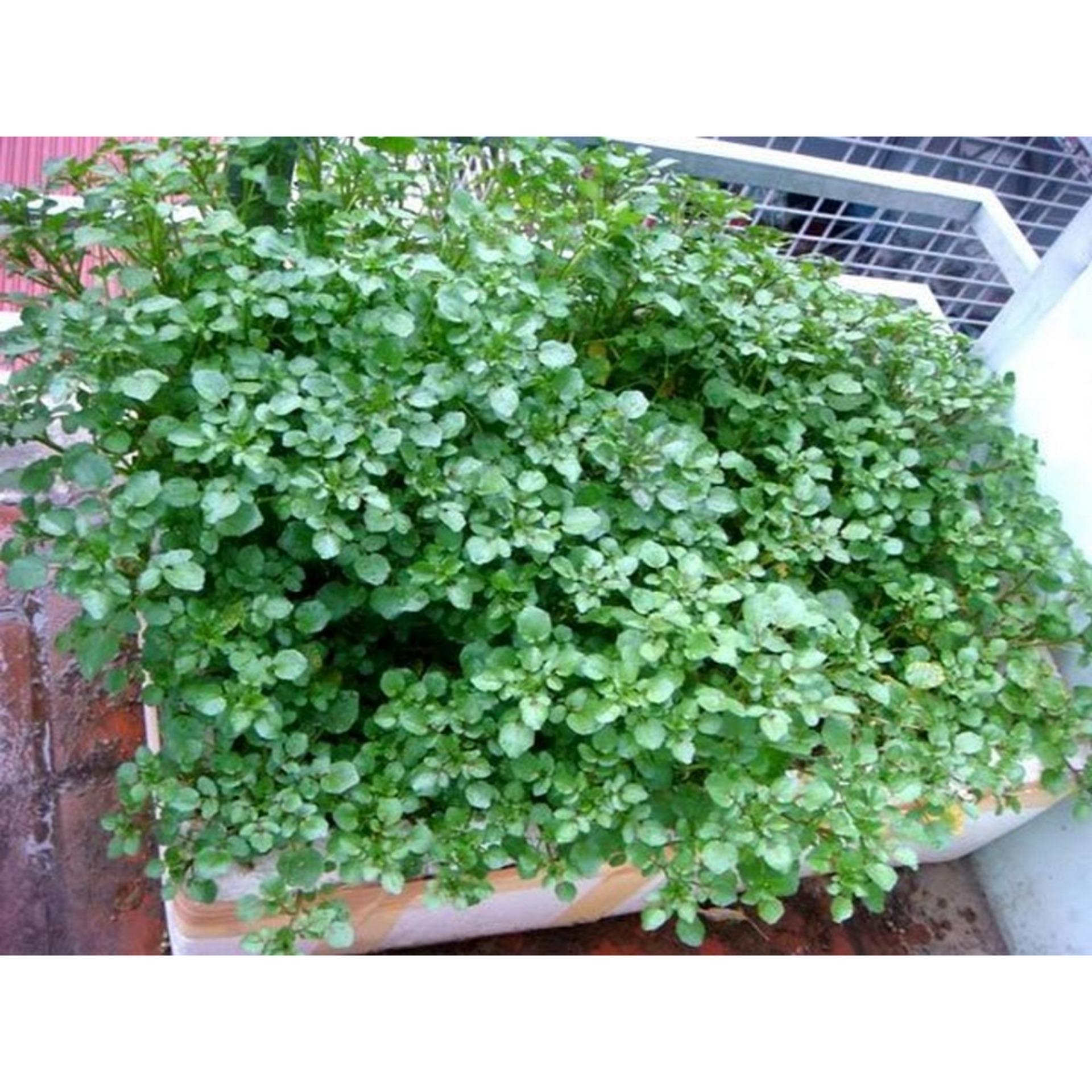 Hạt giống Xà lách xoong