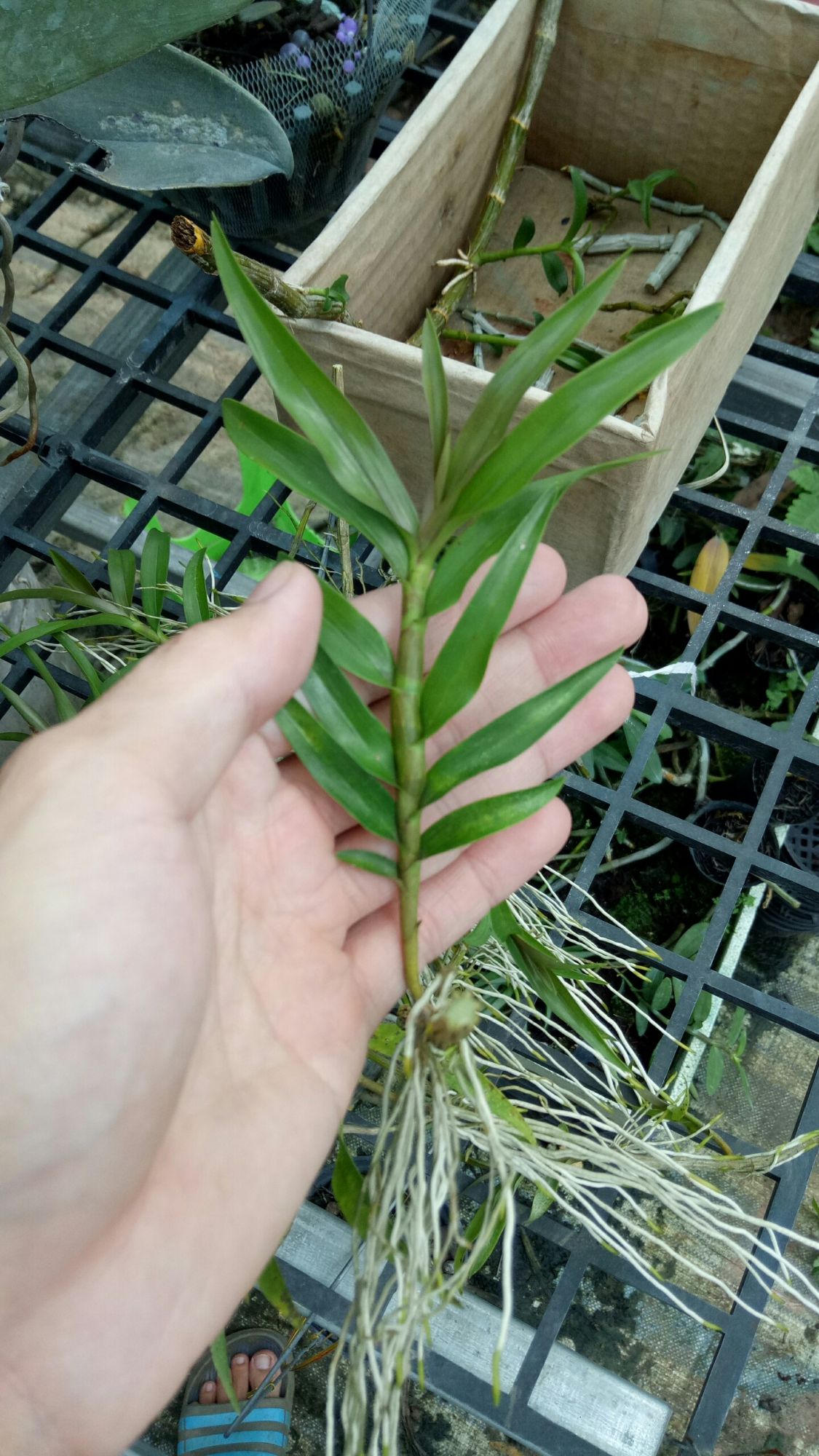 kei lan hoàng thảo long nhãn