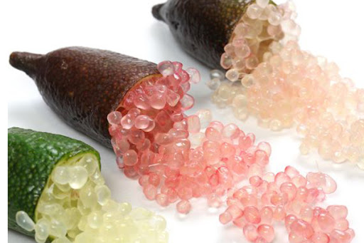 CÂY GIỐNG CHANH NGÓN TAY. [ Cây sinh trưởng tốt ]
