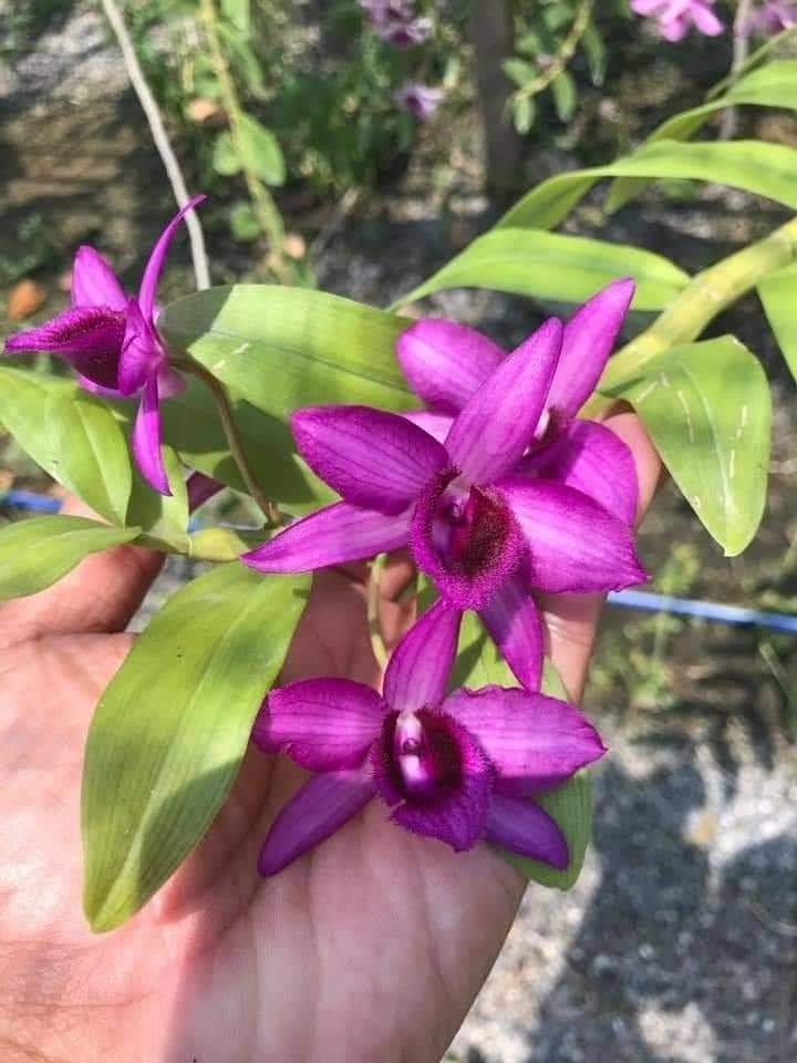 [Siêu Sale] trầm tím đậm cổ rất đẹp dài 10-15 cm