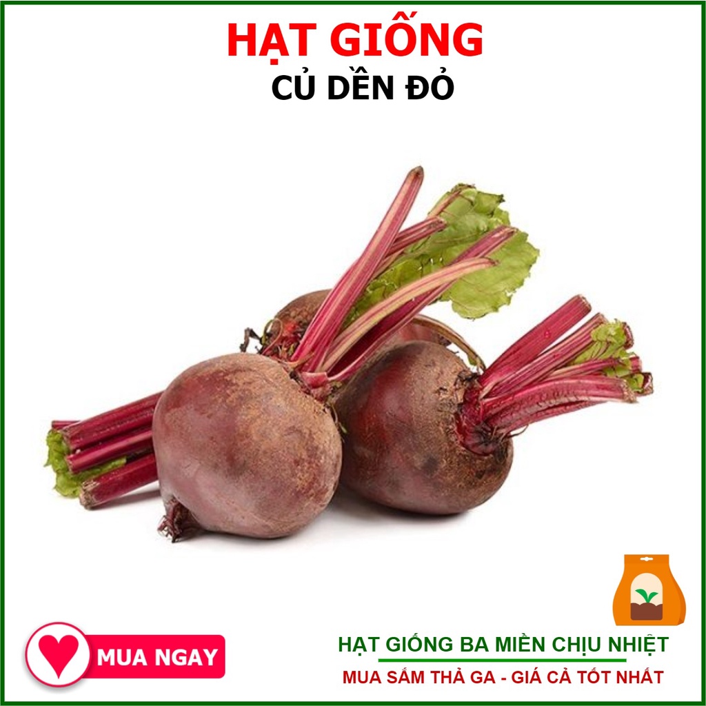 Gói hạt giống củ dền đỏ 5gram rạng đông