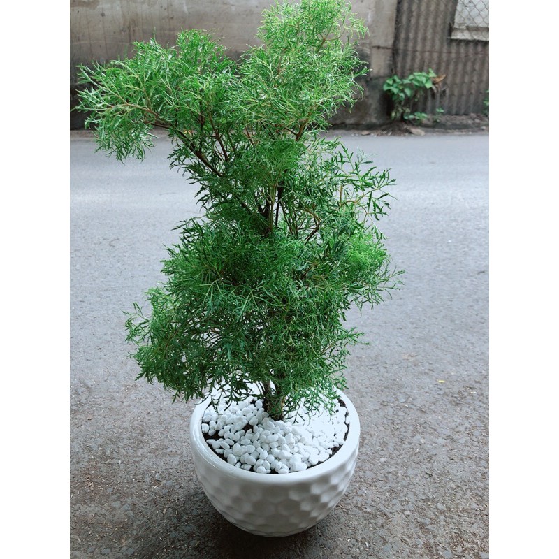 Chậu Cây Đinh Lăng Lá Nhỏ
