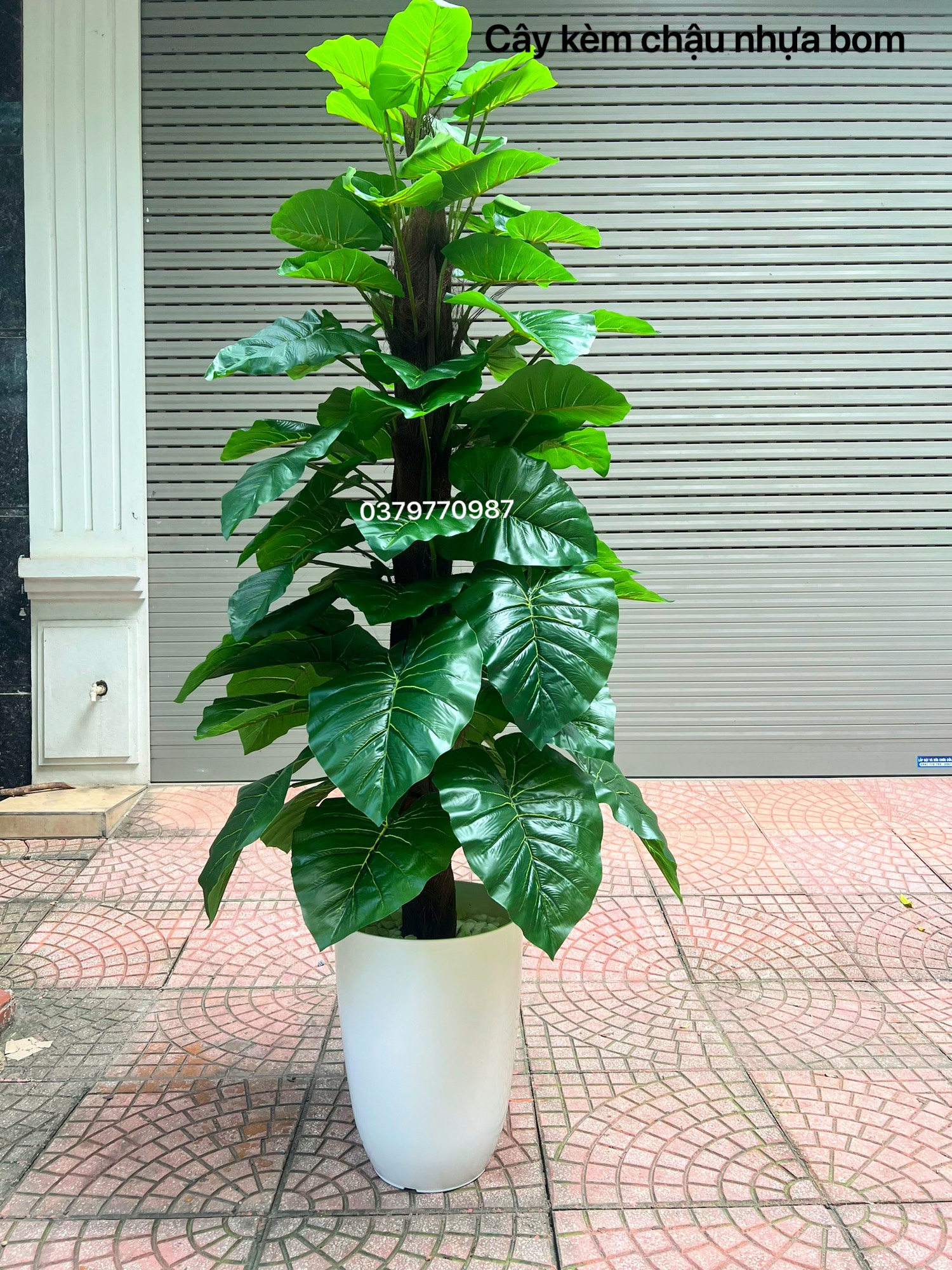 Cây trầu bà cột giả 1 mét 60 siêu to